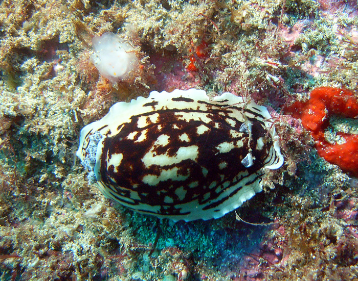 Aphelodoris