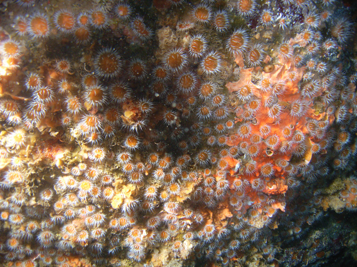 anemone