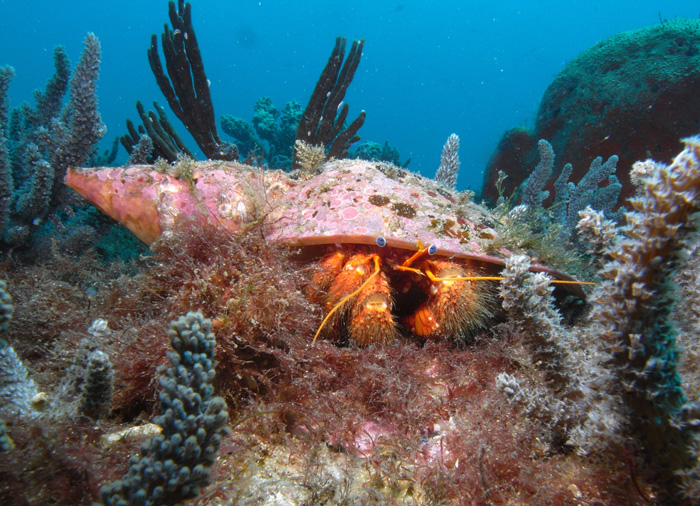 crab