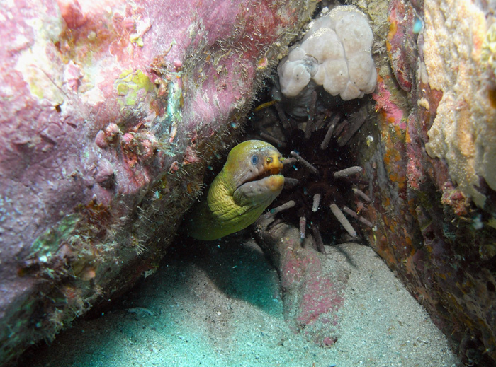 moray