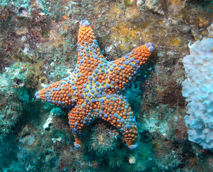 seastar