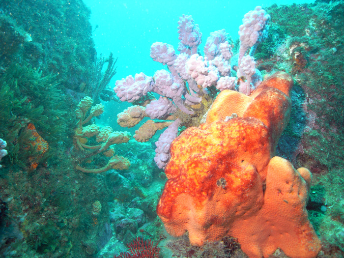 tunicates