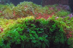 greenery on wreck