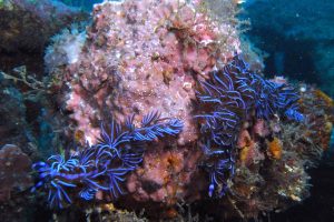 Nudibranch blue dragon