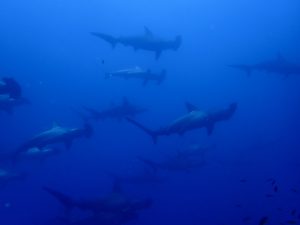 Hammerhead school