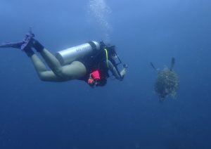 Diver and Turtle