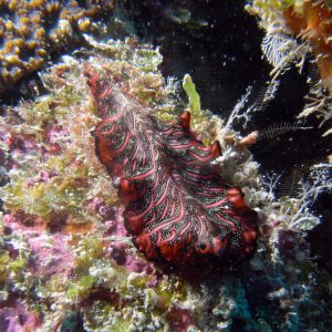 Flatworm